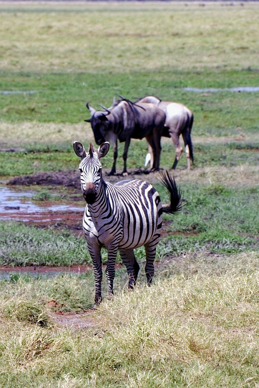 Kenia (170).jpg